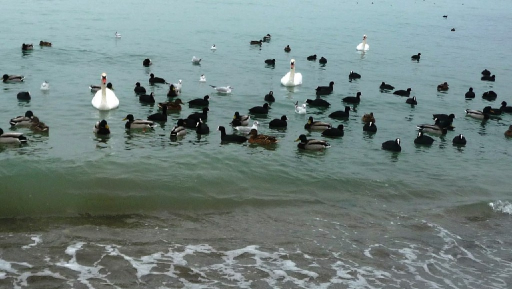 Акция «Покормите птиц»